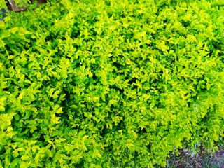 background of green leaves