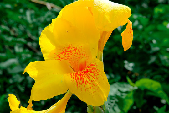 Canna generalis flower in full blooming at the garden in Thailand