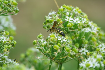 キオビツヤハナバチ