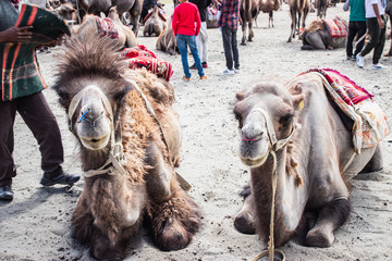 Tourist travel to visit Hunder sand dune for riding camel at Nubra valley, Leh Ladakh, India.