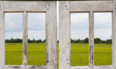 Fototapeta premium window Field rice