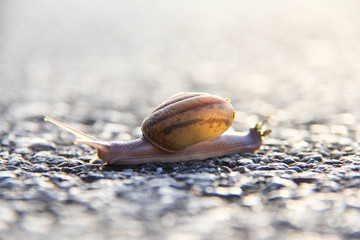 Soil snail on the morning road