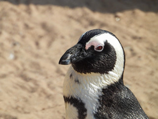 portrait of a penguin