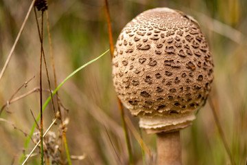 Macrolepiota procera grote parasolzwam
