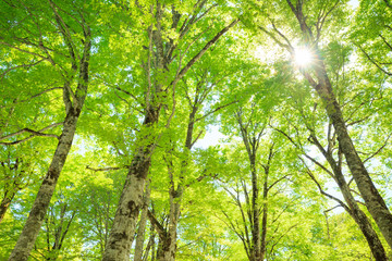 Obraz premium Green forest. Tree with green Leaves and sun light.