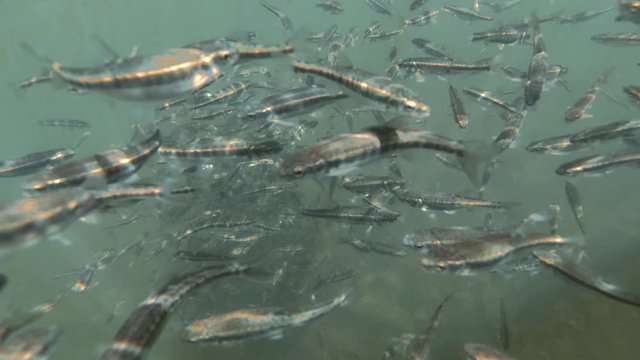 small wild fish in a mountain lake underwater shooting