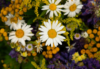  floral background.Focus on the daisies, the rest of the flowers are blurred.