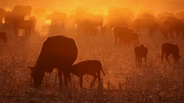 Free-range cattle, including cows and calves, feeding on dusty field at sunset, South Africa