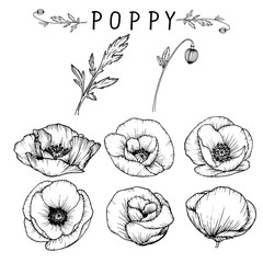 Sketch Floral Botany Collection. Poppy flower drawings. Black and white with line art on white backgrounds. Hand Drawn Botanical Illustrations.Vector.