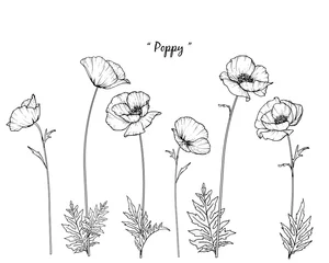 Skizze florale Botanik-Sammlung. Mohnblumenzeichnungen. Schwarzweiß mit Strichzeichnungen auf weißem Hintergrund. Handgezeichnete botanische Illustrationen.Vektor. © b.illustrations