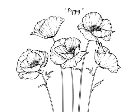 Sketch Floral Botany Collection. Poppy flower drawings. Black and white with line art on white backgrounds. Hand Drawn Botanical Illustrations.Vector.
