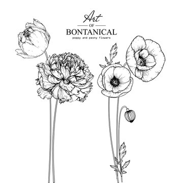 Sketch Floral Botany Collection. Poppy and Peony flower drawings. Black and white with line art on white backgrounds. Hand Drawn Botanical Illustrations.Vector.