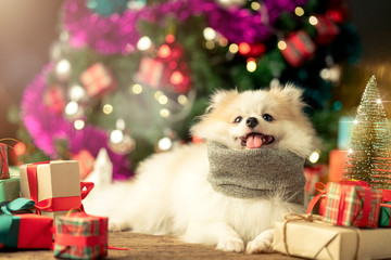 Fototapeta na wymiar cute white color small dog sit relax near present gift box and christmas tree festive background concept