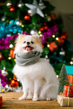 cute white color  small dog sit relax near present gift box and christmas tree festive background concept