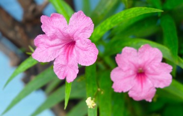 Pink Ruellia Simplex or Mexican Petunia Flowers