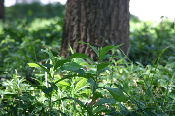 雑草と木
