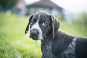 Portrait of a two-month-old German Drathaar puppy outside the city, sad puppy eyes look at you.