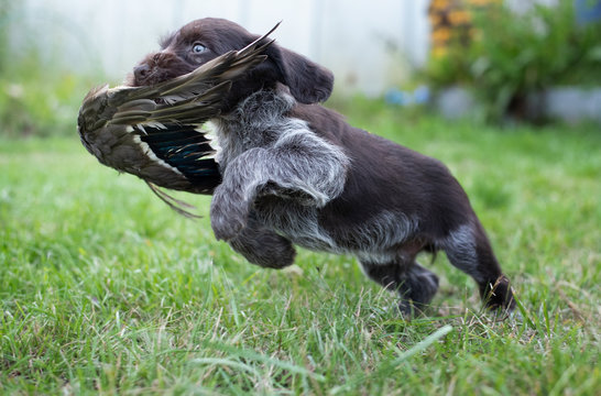 German Drathaar breed puppy with duck wing on training, training of a gundog hunting dog.