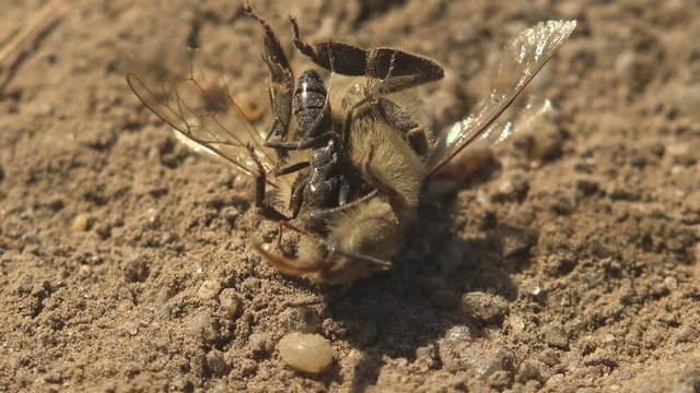 Black ant bites an insect, tears off the head of dead shaggy bee on ground, macro view