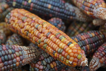 Wunder sch&ouml;ner Maiskolben Mais in den Farben des Regenbogen