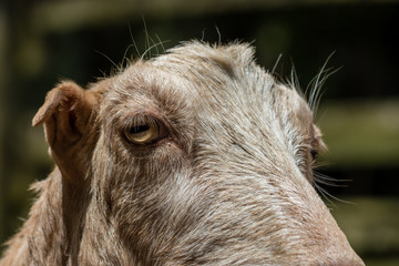 Fototapeta premium cabra 12