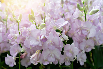 Orchids with sunshine at the garden