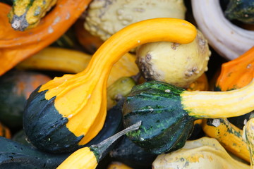 Zierkürbisse in den unterschiedlichsten Formen und Farben