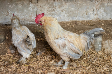 gallo 23