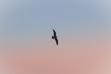 Bird flying in the sky