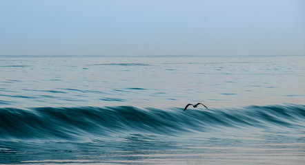 Gull flying in the waves