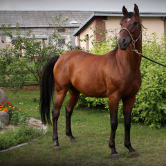 Koń Malibou