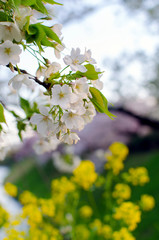 Sakura Flower In Full Bloom.