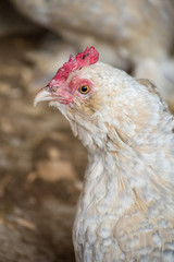 gallina 25