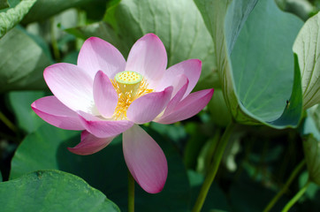 Fototapeta premium Chiba Park. Lotus Flower In Full Bloom.