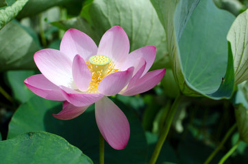 Chiba Park. Lotus Flower In Full Bloom.