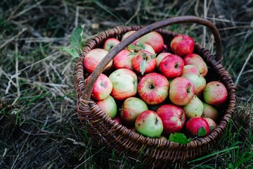 tasty organic apples in a wicker basket in the orchard