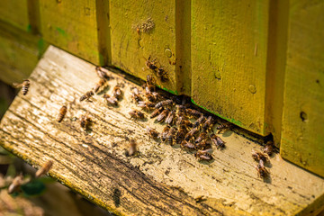 Fototapeta na wymiar Ecological apiary full of bees in summer garden