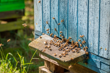 Colorful apiary with bees, summer in countryside