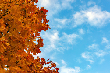 Golden autumn, many fallen yellow and red leaves.Trees in yellow and red foliage.