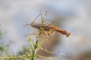 praying mantis