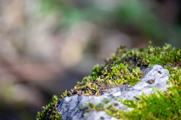 green moss on a tree