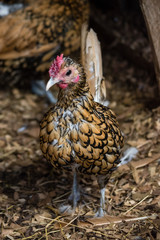 gallina 27