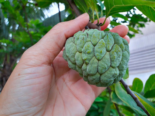 Naklejka na ściany i meble Custard apple aphid insects cause incomplete results on hand Unable to harvest, must spray the insecticide.