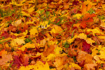 Naklejka na ściany i meble Golden autumn, many fallen yellow and red leaves.Trees in yellow and red foliage.