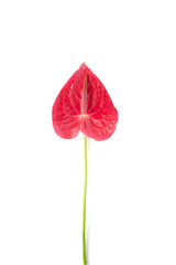 Isolated pink anthurium flower
