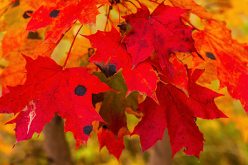 Golden autumn, many fallen yellow and red leaves.Trees in yellow and red foliage.