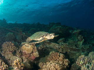 turtles in their habitat