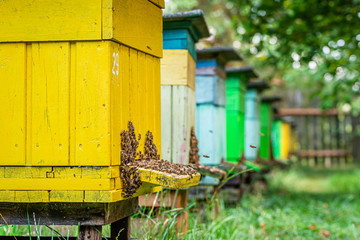 Colorful apiary in countryside, Poland in summer