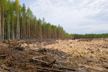 Abandoned sand pit in a pine forest. Kostroma region, Russia