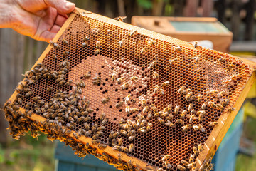 Person holding a frame with honey and bees